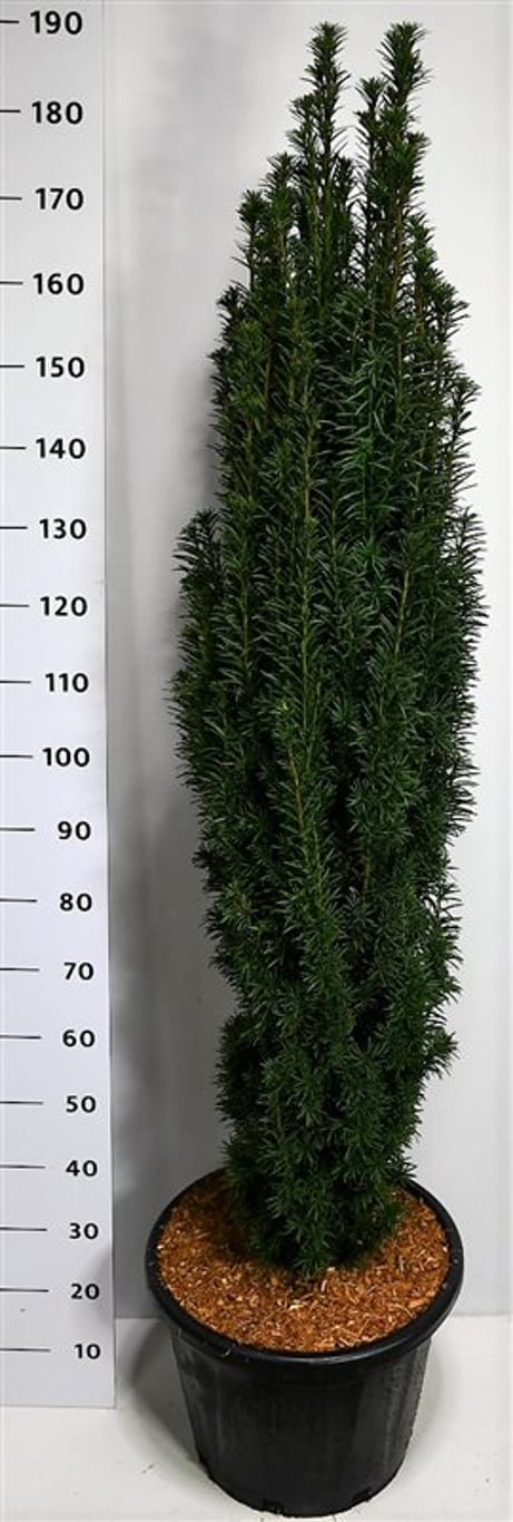 Taxus b. 'Fastigiata Robusta' - C35 120-140 CM